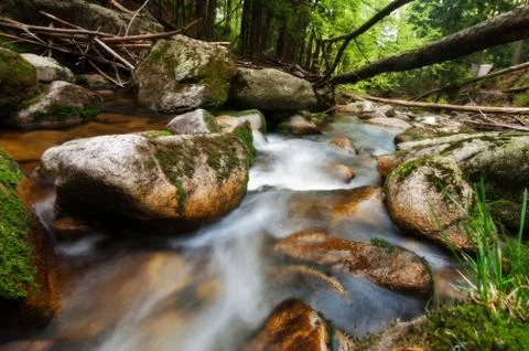 Forest stream Foto stock