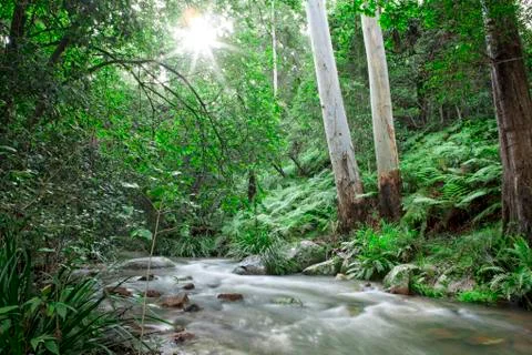 Forest Stream Foto stock