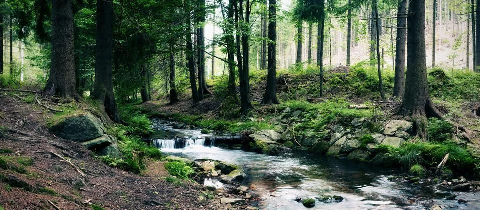 Forest stream Stock Photos