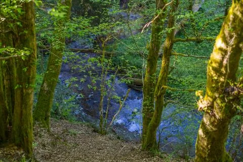 Forest Stream Foto stock