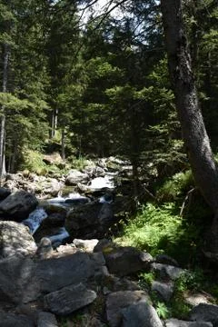 Forest stream Stock Photos