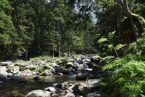Forest stream Stock Photos