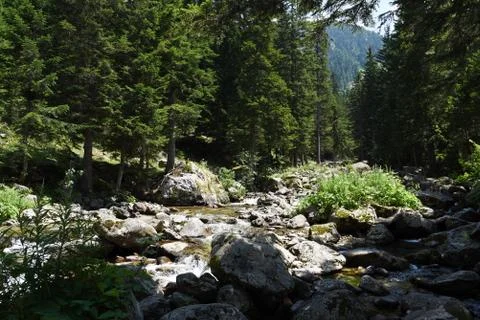 Forest stream Stock Photos