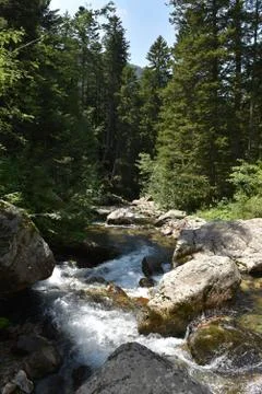 Forest stream Stock Photos