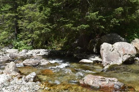 Forest stream Stock Photos