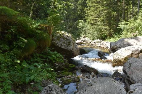 Forest stream Stock Photos