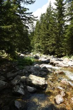 Forest stream Stock Photos