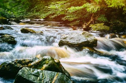 Forest stream Stockfoto's
