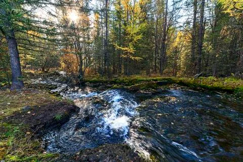 Forest stream Stock Photos