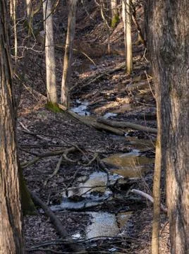 Forest stream Stock Photos