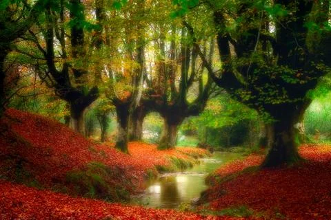 Forest with a stream Stock Photos