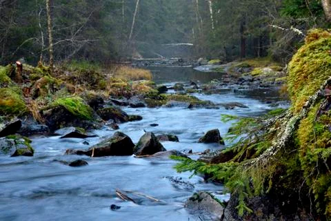 Forest stream Stock Photos