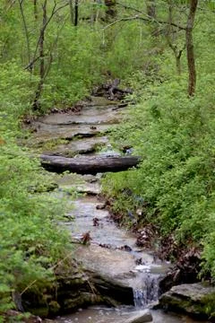 Forest Stream Foto stock