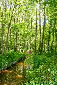 Forest Stream Stock Photos