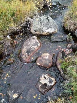 Forest stream Stock Photos