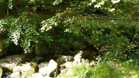 Forest stream Stock Photos