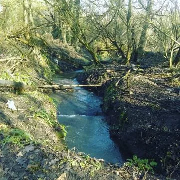 Forest Stream Stock Photos