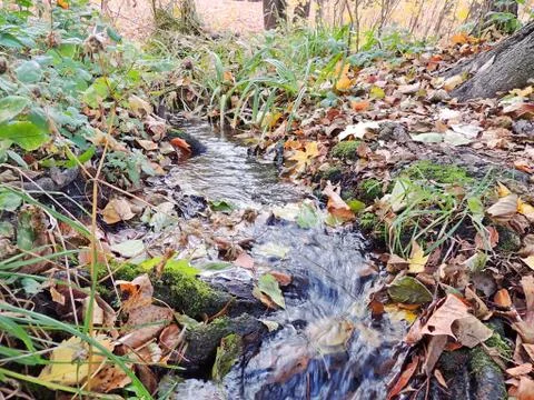 Forest stream Foto stock