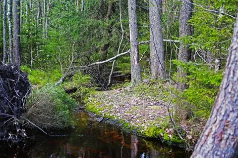 Forest stream Stock Photos