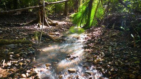 Forest Stream Stock Photos