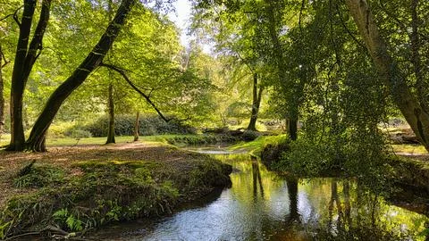Forest Stream Stock Photos