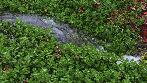 Forest Stream Pool with Ferns and Moss, Southern Chile Stock Footage 336419607