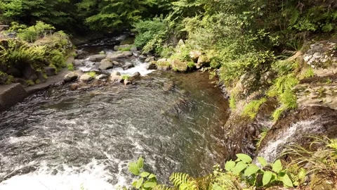 Forest Stream Pool Framed by Lush Greenery, Izu, Japan (4K) Stock Footage 341364853