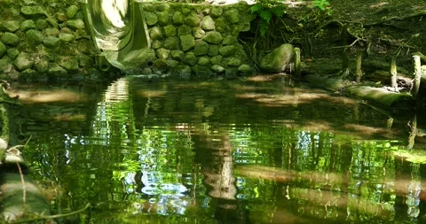 Forest Stream with Rippling Water Reflections Video stock 337737349