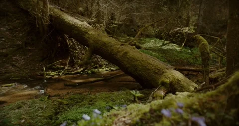 Forest Stream River Spring Stock Footage 250785659