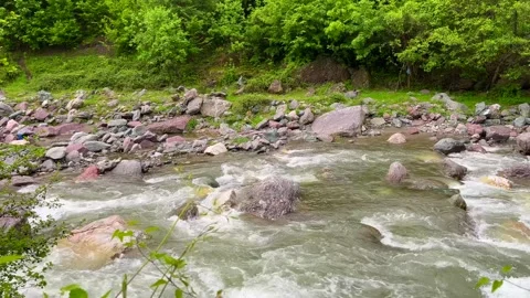 Forest stream with rocks and green trees along riverbank scenery Stock Footage 310247366