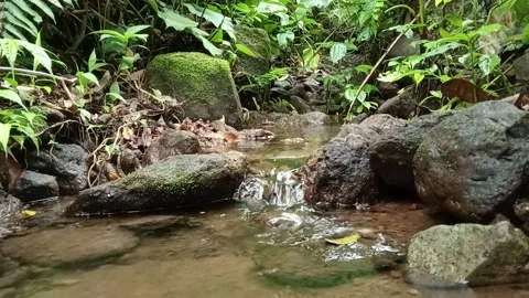 Forest Stream with Rocks and Green Plants – Natural Fresh Water Flow Stock Footage 329781068