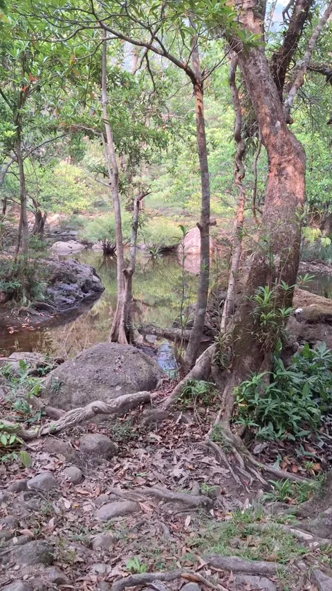 Forest Stream with Rocks and Lush Green Trees Stock Footage 320244852