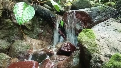 Forest Stream with Rocks and Plants – Natural Fresh Water Flow Stock Footage 329780201