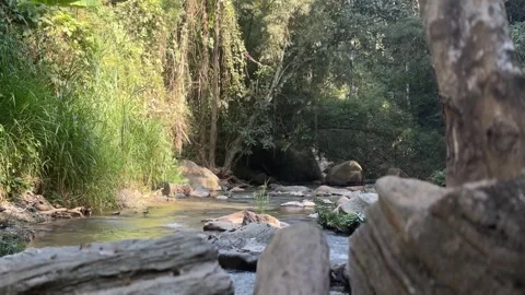 Forest stream with rocks and tropical vegetation near Sticky Waterfalls Stockbeeldmateriaal 330985127