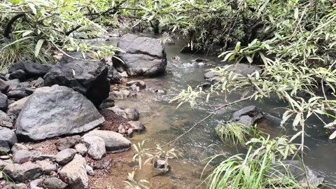 Forest Stream Rocky Bed Lush Green Landscape Stock Footage 341017965