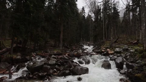 Forest Stream with Rocky Bed in Mountain Wilderness Stock Footage 310950384