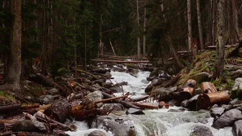 Forest Stream with Rocky Bed in Mountain Wilderness Stock Footage 310950385