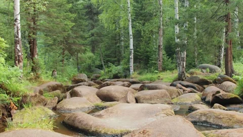 Forest stream running between large stones Stock Footage 138566982