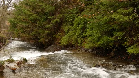 Forest stream running over mossy rocks. Stock Footage 76445516