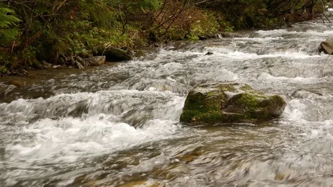 Forest stream running over mossy rocks. Stock Footage 76445520