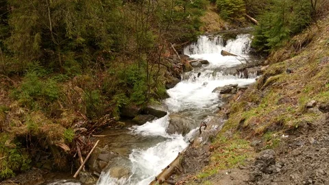 Forest stream running over mossy rocks. Stock Footage 76445561