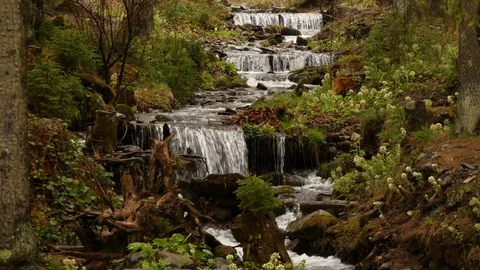 Forest stream running over mossy rocks. Stock Footage 76445571