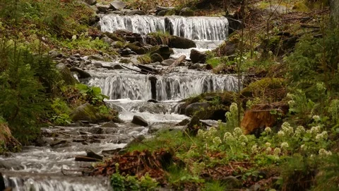Forest stream running over mossy rocks. Stock Footage 76445582