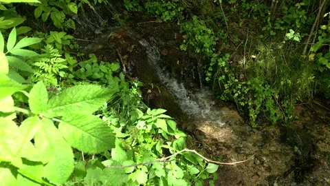 Forest stream running over mossy rocks. Small river waterfall in the woodland Stock Footage 287596227