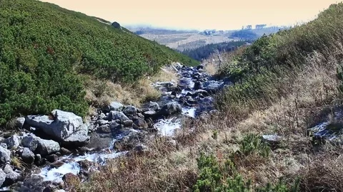 Forest stream running over rocks Video stock 70874530