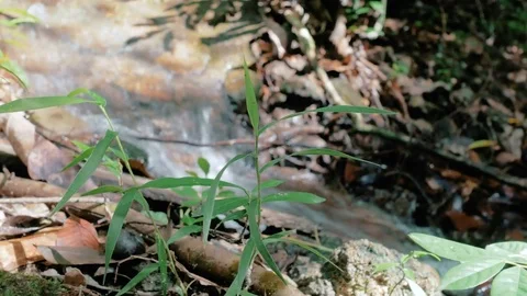 Forest stream running over rocks 動画素材 81986086