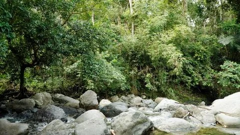 A forest with a stream running through it Stock Photos