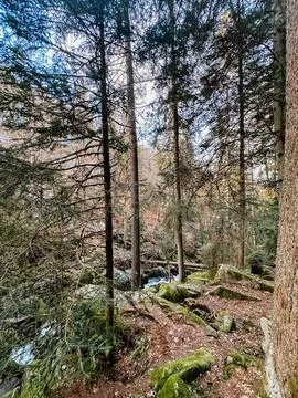 A forest with a stream running through it Stock-Fotos