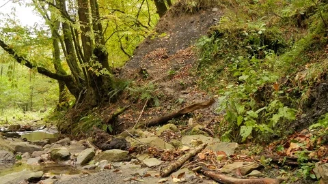 The forest stream runs along mossy rocks. 4k Stock Footage 82280707