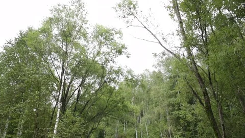 Forest stream in Russia - tilt Stock Footage 82317848